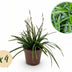 GreenboutiQ Ziergras Carex morrowii Irish Green - 4 Pflanzen Bild 1