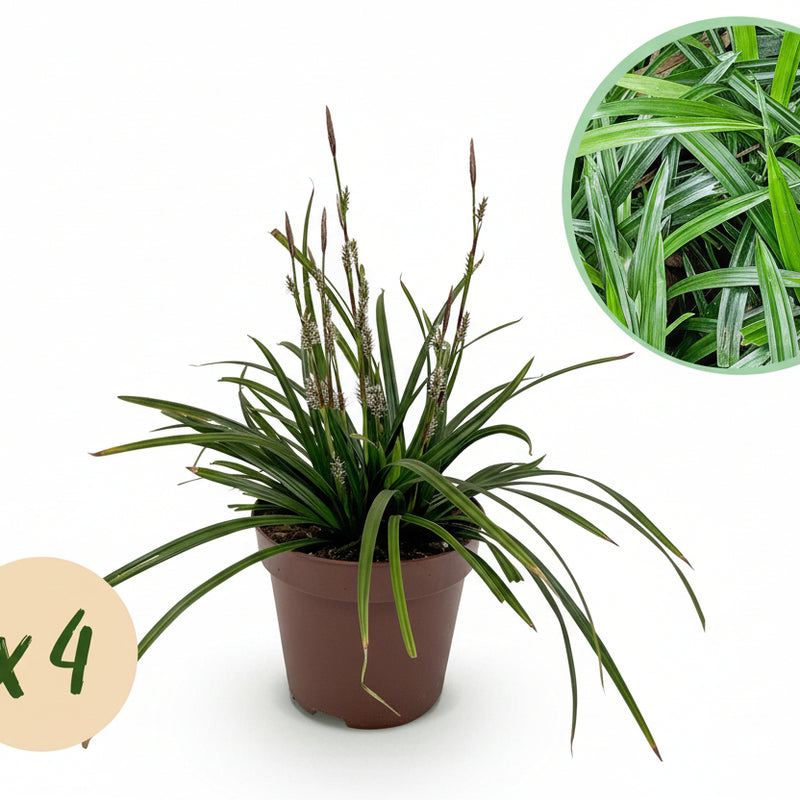 GreenboutiQ Ziergras Carex morrowii Irish Green - 4 Pflanzen