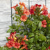2x Trompetenblume 'Summer Jazz Fire' - 65cm - Topf Ø15 Bild 4