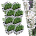 8 x 6 pack Lavendel angustifolia white - 48 x Ø7 cm - ↕15 cm Bild 3