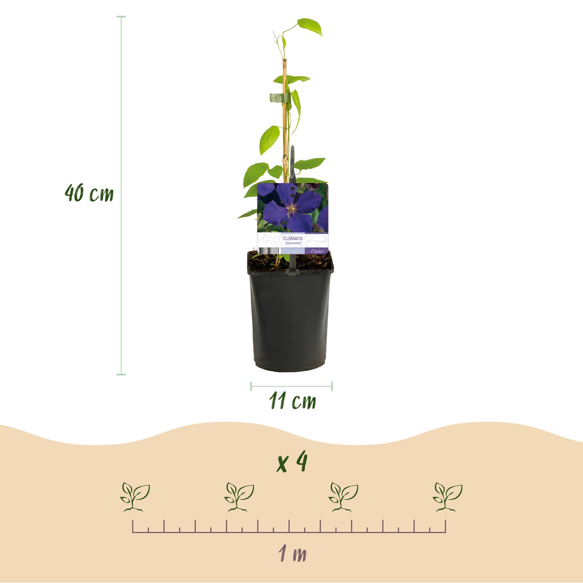 Clematis Tricolour Kletterpflanze: 3 Pflanzen, Rosa, Weiß, Lila