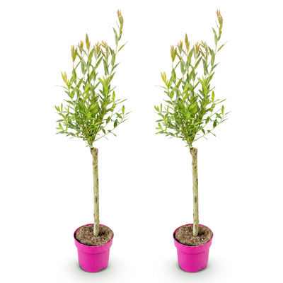 2x - Salix Flamingo - Ø17cm - ↕70-80cm