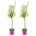 2x - Salix Flamingo - Ø17cm - ↕70-80cm Bild 2