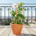 8x Hanging Geraniums 'White' Ø12 cm - Cascading Flowers for Your Garden Bild 3