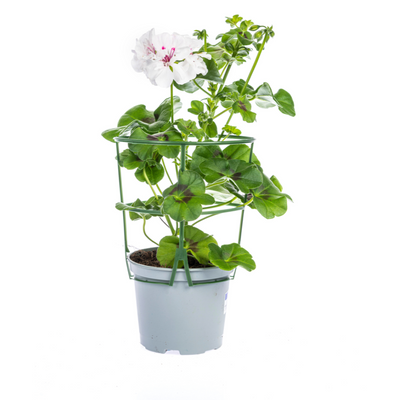 8x Hänge-Geranien 'Weiß' Ø12 cm - Kaskadenblüher für Ihren Garten