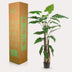 Artificial Alocasia Frydek, 180 cm, Evergreen, Easy-care Bild 5