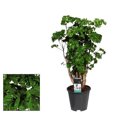 Polyscias Roble: Elegante Zimmerpflanze im Ø17cm Topf, 60cm hoch