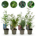 GreenboutiQ - Bambus - Fargesia mix Rainbow - Schwarz, Rot, Blau und Grün - 4 Pflanzen - Immergrün - Nicht Ausbreitend - Topf 14cm Höhe 35cm Bild 1