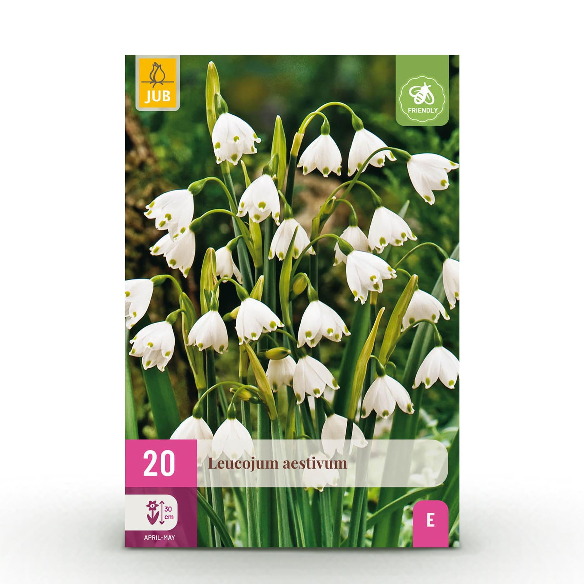 GreenboutiQ - Blumenzwiebeln - Leucojum Aestivum - Bulbs Hardy Perennial - Farbe Weiß - 20 Stück - Zwiebelgröße 8/9 - XXL Pack