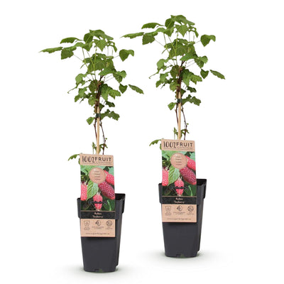 Tayberry Pflanzen (2 Stück) - Süße Himbeer-Brombeer-Kreuzung