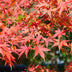 Japanischer Ahorn 'Shaina' - Rote Blätter, 70cm, Topf 19cm Bild 6