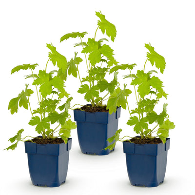 Green boutiQ - Perennial - Delphinium (P) Galahad - Larkspur - Bee and Butterfly Attractors - White - 3 Plants - Pot 11cm - Height 15-25cm