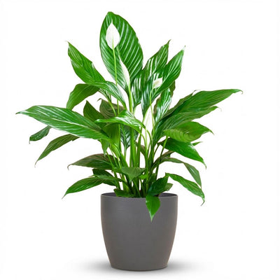 Friedenslilie Sweet Lauretta, 80cm, Ø21cm Topf
