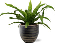 Asplenium Antiquum - Ø12cm - ↕25cm +  Beau Pot D14x13cm - Schwarz