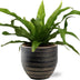 Asplenium Antiquum Nestfarn im Topf (Ø12cm, H25cm) Bild 1