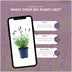 Lavendel 'Felice' (Lavandula angustifolia) - 24er Set im 12cm Topf Bild 6