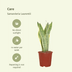 2x Sansevieria Laurentii (Frauenzunge), 40cm, ø14cm Topf Bild 3