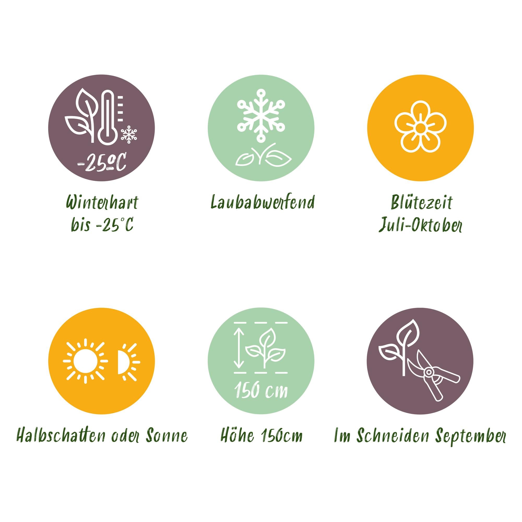 GreenboutiQ - Rispenhortensie - Hydrangea arborescens Annabelle - Blüte Weiß - 3 Pflanzen - 1 m2 - Laubabwerfend - Große Blüten - Topf 17cm Höhe 50cm