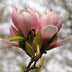 Magnolie Soulangiana: Hellrosa Blüten, pflegeleicht, Topf 17cm Bild 4