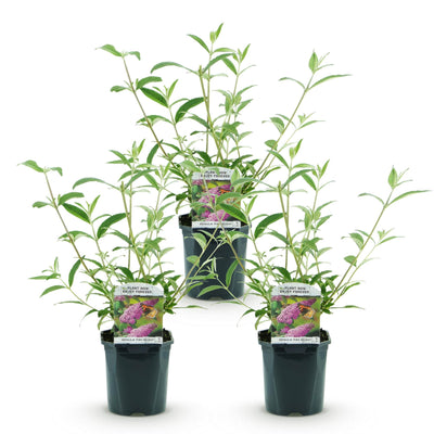 Buddleja davidii Pink Delight - 3x Schmetterlingsflieder, 45cm, Pink
