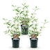 Buddleja davidii Pink Delight - 3x Schmetterlingsflieder, 45cm, Pink Bild 2
