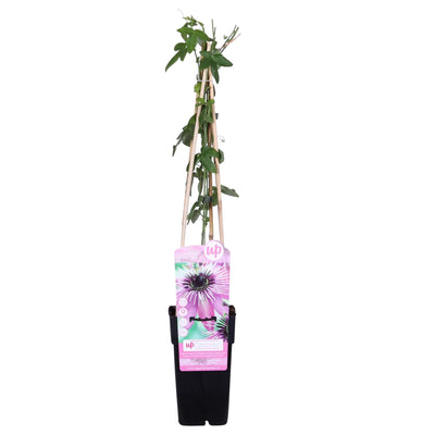 Passiflora Violett 'Purple Haze' - Lila Traum für Ihren Garten