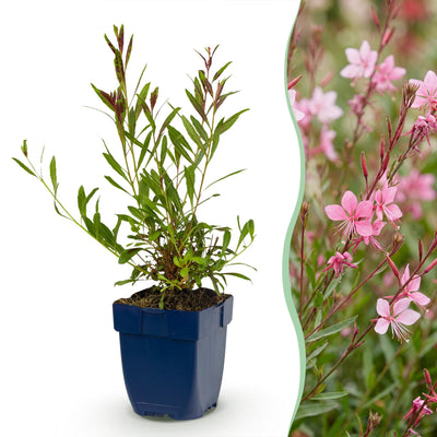 Green boutiQ - Perennials - Gaura lindh. Florgauros - Beeblossom - Bee and Butterfly Magnets - Pink - 6 Plants - 11cm Pot - 15-25cm Height