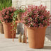 GreenboutiQ - Gartenpflanze - Leucothoe Colour Diamond - Bunt - 1 Pflanze - Immergrün - Wenig Pflege - Topf 17cm Höhe 45cm Bild 5
