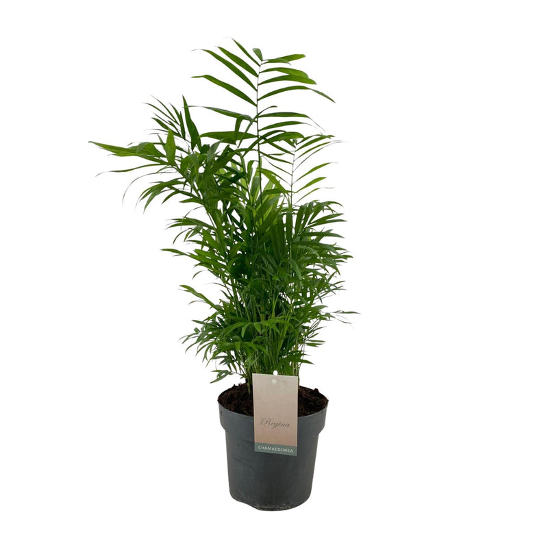 Chamaedorea Elegans Zwergpalme - Ø17cm Topf, 50cm hoch