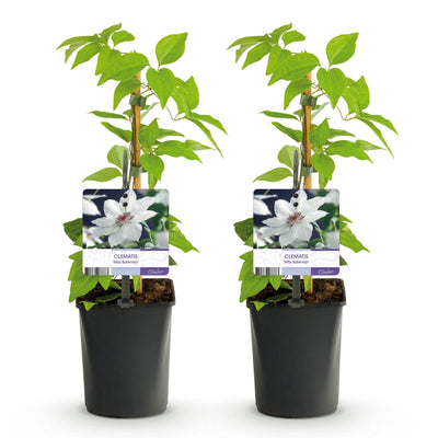 Clematis Miss Bateman Kletterpflanze - 2 Pflanzen, Weiße Blüten, wenig Pflege
