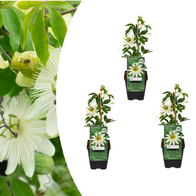 3x Passiflora Constance Elliott, weiße Passionsblume, P9 Topf