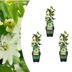 3x Passiflora Constance Elliott, weiße Passionsblume, P9 Topf Bild 1