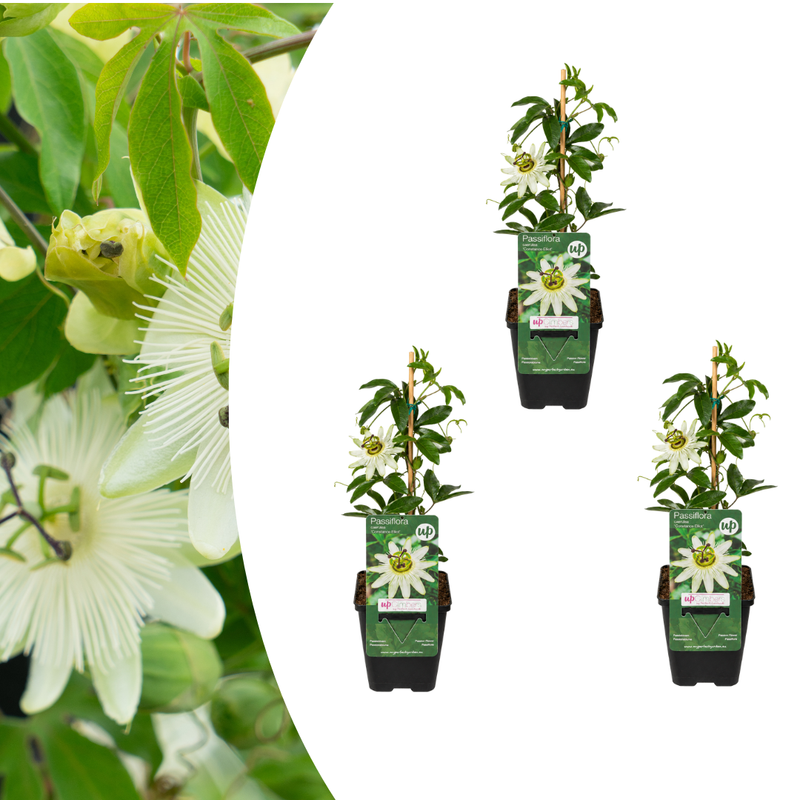 3x Passiflora Constance Elliott, weiße Passionsblume, P9 Topf