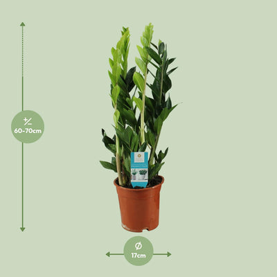 ZZ Plant Lucky Feather 65 cm, easy to care for & robust