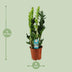 ZZ Plant Lucky Feather 65 cm, easy to care for & robust Bild 2