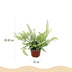 Green boutiQ - Indoor Plant - Pteris cretica Albolineata - Cretan Brake Fern - Pet-Friendly - Colorful - 4 Plants - Pot 12cm - Height 28-30cm Bild 3