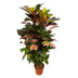 Codiaeum (Croton) Iceton veredelt - 110 cm - Ø24cm Bild 1