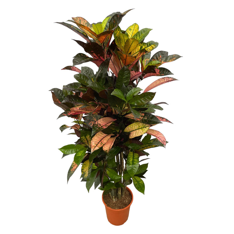 Codiaeum (Croton) Iceton veredelt - 110 cm - Ø24cm