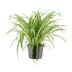 Grünlilie Chlorophytum Comosum Variegatum, Ø17cm, ↕30cm Bild 1