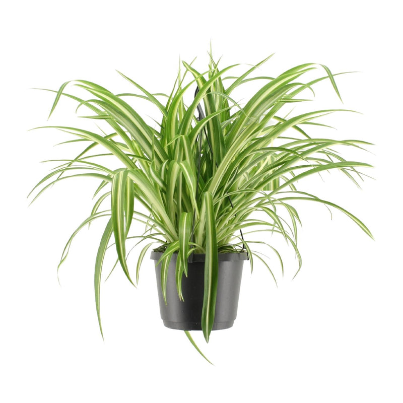 Grünlilie Chlorophytum Comosum Variegatum, Ø17cm, ↕30cm