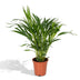 Dypsis Lutescens (Areca Palm) - Ø17cm Pot, ↕60cm - Easy-care Houseplant Bild 1