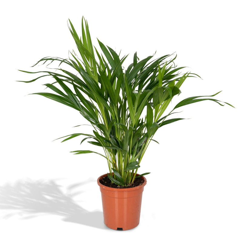 Dypsis Lutescens (Areca Palm) - Ø17cm Pot, ↕60cm - Easy-care Houseplant