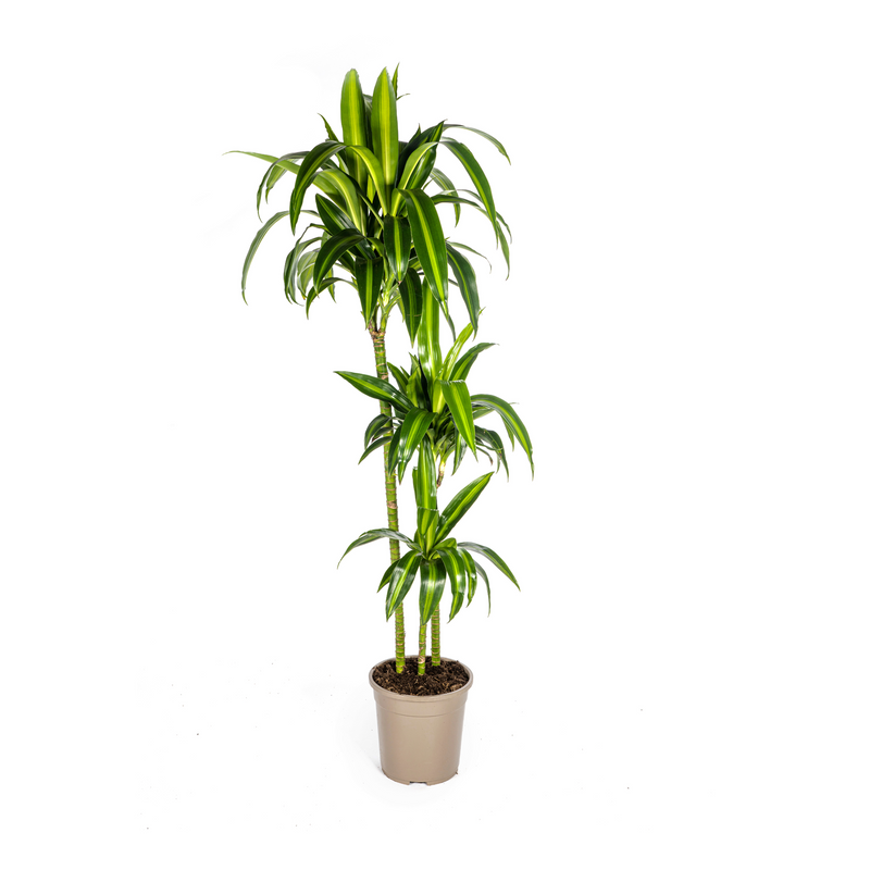 Dracaena Deremensis Hawaiian Sunshine: Tropische Schönheit für Ihr Zuhause