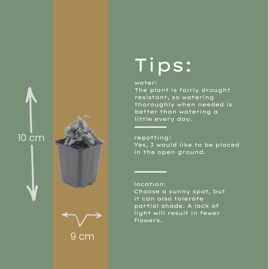 12x Karvinskis Gänseblümchen (Erigeron karvinskianus) 10-25cm