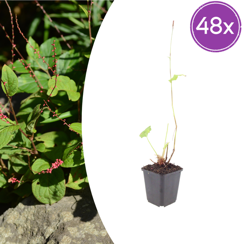 48x Persicaria 'Speciosa' - Perennials - Flowering Plants