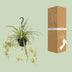 Buntblättrige Grünlilie (Chlorophytum comosum Variegatum) Ø14cm, ↕55cm Bild 4