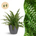 Green Lady Farn (Nephrolepsis exaltata), 4 Pflanzen, Topf 12cm Bild 1