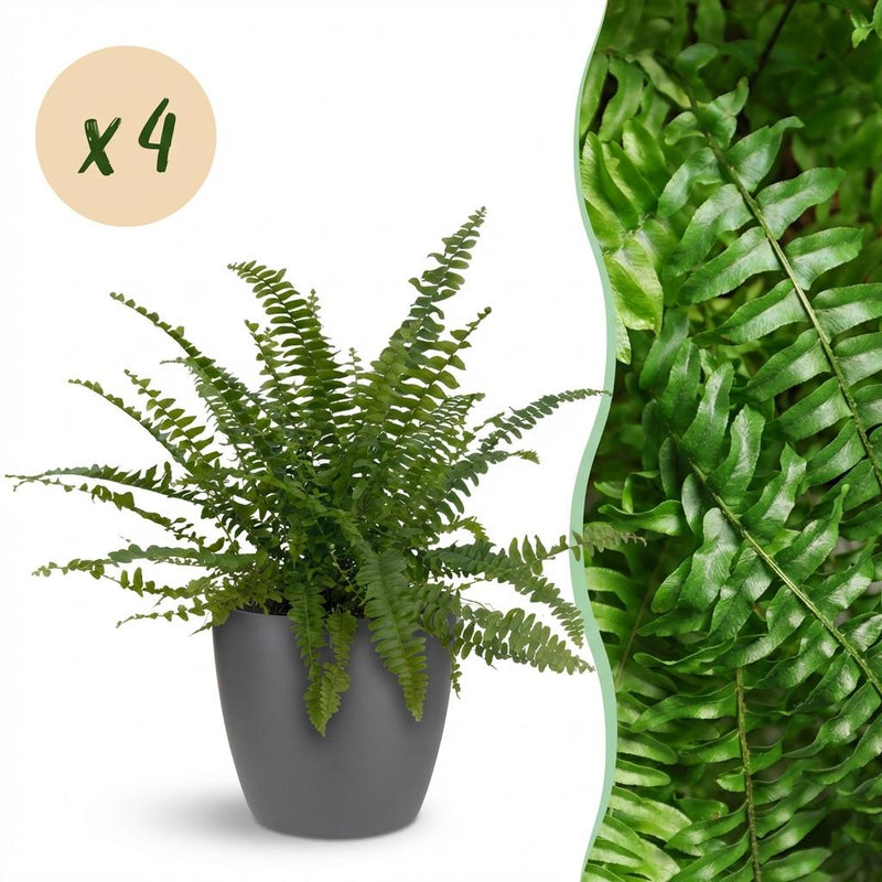 Green Lady Farn (Nephrolepsis exaltata), 4 Pflanzen, Topf 12cm