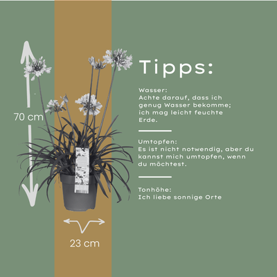 Agapanthus 'Everwhite' (23cm Topf) – Elegante weiße Schmucklilie