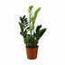 Zamioculcas Zamiifolia (ZZ-Pflanze) Ø17cm H65cm Bild 1